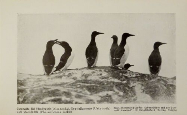 1926 - Torbalke, Trottellummen, Komorane / Rotkehltaucher ... - alter Druck